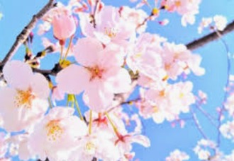 日本友好庭園 桜祭り 2026 