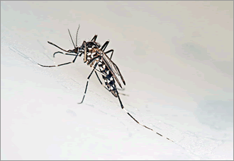 mosquito2014