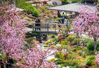 3/12（木）〜 3/15（日）、日本友好庭園 で 「桜祭り」 開催