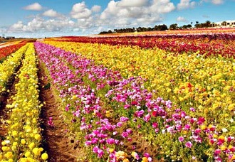 カールスバッド「フラワーフィールズ」2026年シーズン券発売　一面に8,000万輪