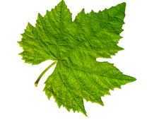 leaf.jpg